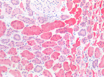 CTSS/Cathepsin S Antibody