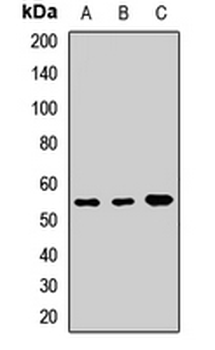 LSP1 Antibody