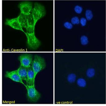CAV1/Caveolin 1 Antibody