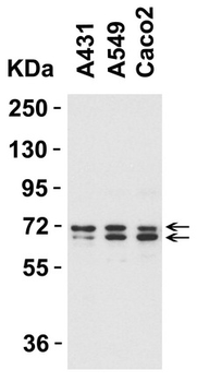 ATG16L1/ATG16L Antibody