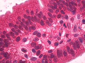 HNF4A/HNF4 Antibody