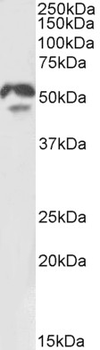 HNF4A/HNF4 Antibody