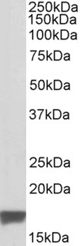 TSPO/PBR Antibody
