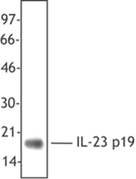 IL23A/IL-23 p19 Antibody