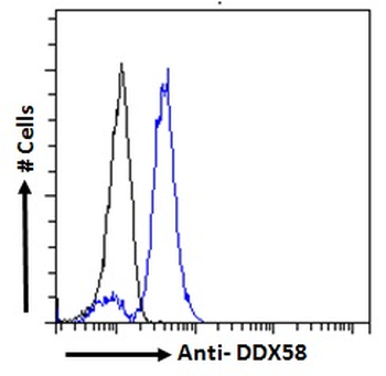 DDX58/RIG-1/RIG-I Antibody