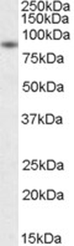 BAG3/BAG-3 Antibody