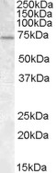 FMR1/FMRP Antibody
