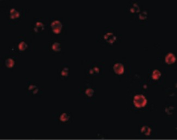 AES/Groucho Antibody