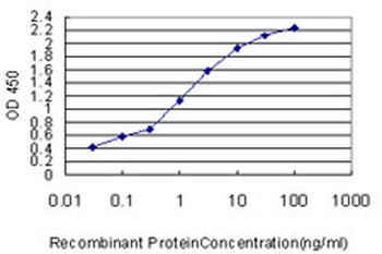YAP/YAP1 Antibody