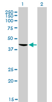 TDP-43/TARDBP Antibody