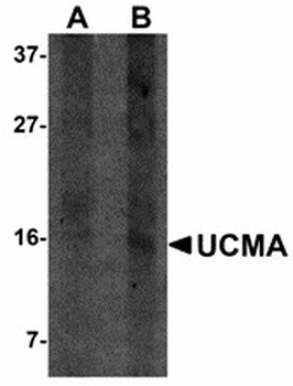 UCMA/GRP Antibody