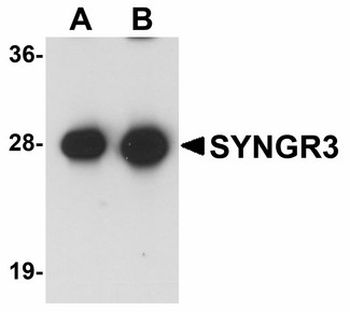 SYNGR3/Synaptogyrin 3 Antibody