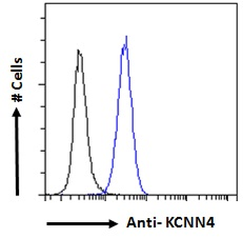 KCNN4/KCa3.1 Antibody