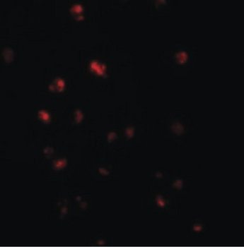 NLRC5/NOD4 Antibody