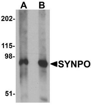 SYNPO/Synaptopodin Antibody
