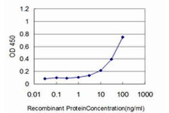 HSPB8/H11/HSP22 Antibody