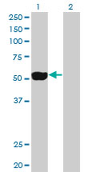 NEK2 Antibody