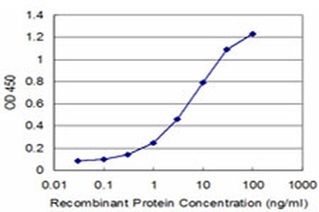 NEK2 Antibody