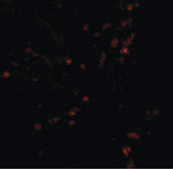 LAMP1/CD107a Antibody