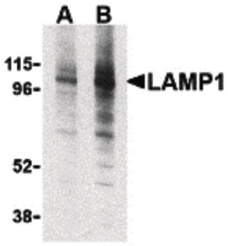 LAMP1/CD107a Antibody