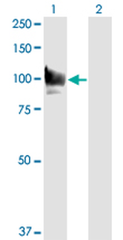 STAT6 Antibody