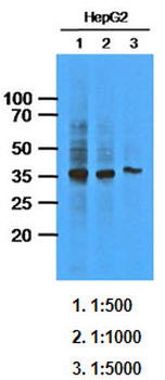 DDH/AKR1C1 Antibody