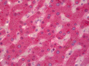 F9/Factor IX Antibody