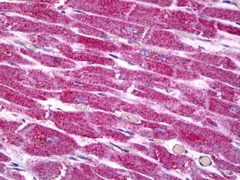 COX7A2 Antibody