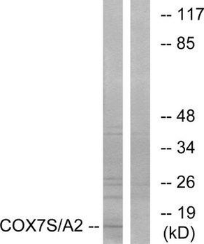 COX7A2 Antibody
