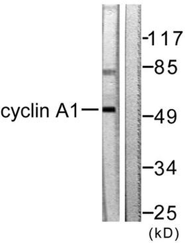 CCNA1/Cyclin A1 Antibody