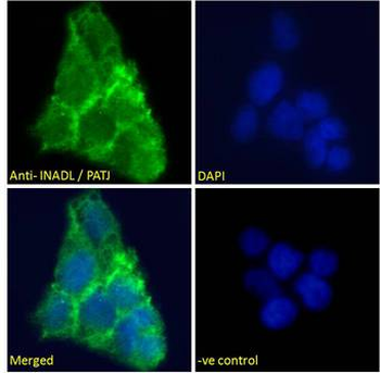 INADL/PATJ Antibody