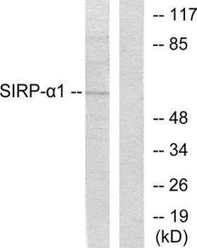 SIRPA/CD172a Antibody