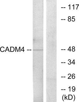 IGSF4C/CADM4 Antibody
