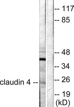CLDN4/Claudin 4 Antibody