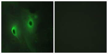DUSP9 Antibody