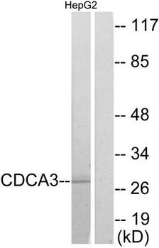 CDCA3 Antibody