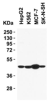 SIGLEC15 Antibody