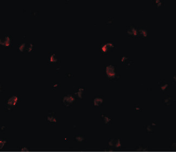 YPEL3 Antibody