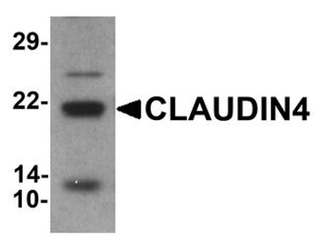 CLDN4/Claudin 4 Antibody