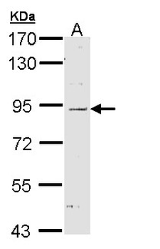 NOD1 Antibody
