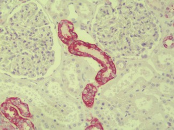Paralemmin 3/PALM3 Antibody