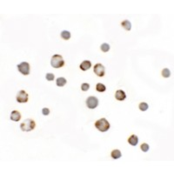 Paralemmin 3/PALM3 Antibody