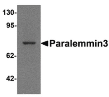 Paralemmin 3/PALM3 Antibody