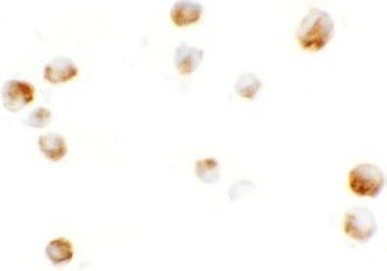 KPNA5 Antibody