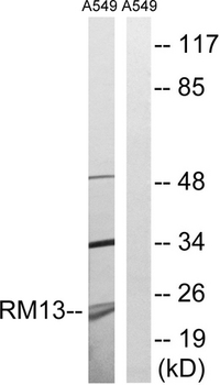 MRPL13 Antibody