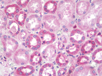RBSN/Rabenosyn 5 Antibody