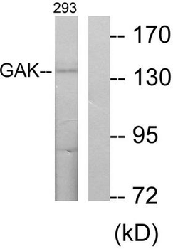 GAK Antibody