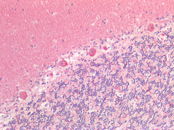 SIRPA / CD172a Antibody