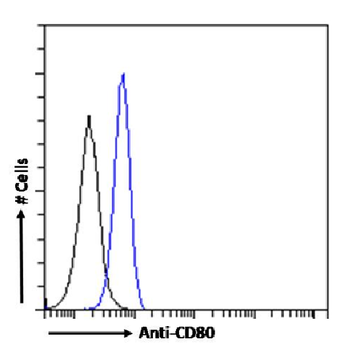 Anti-CD80 [7C10]