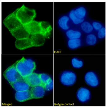 Anti-EpCAM [KS1/4]
